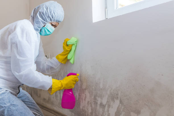 Mold Remediation for Rental Properties in Willowbrook, CA